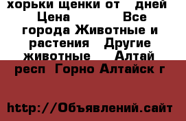 хорьки щенки от 35дней › Цена ­ 4 000 - Все города Животные и растения » Другие животные   . Алтай респ.,Горно-Алтайск г.